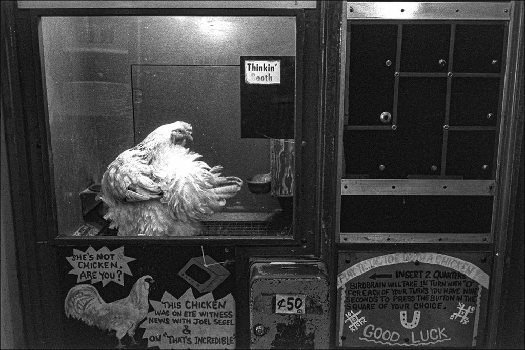 This real living chicken in a game machine was on Eye Witness News!