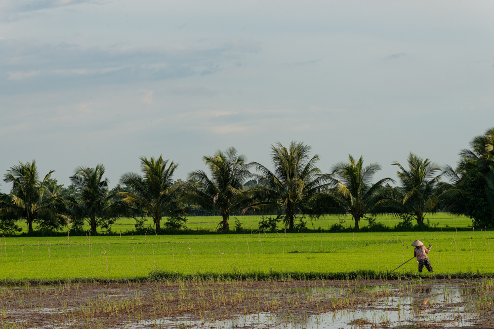 Vietnam rice field - Documentary travel photography